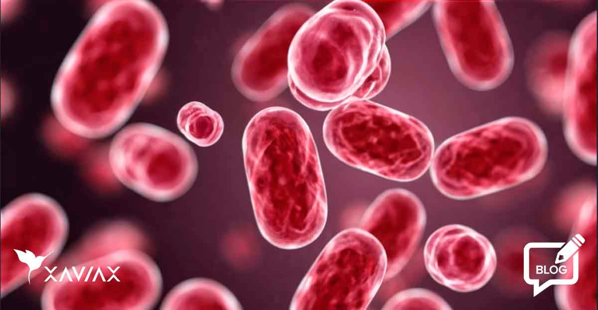 Gut Health and probiotics